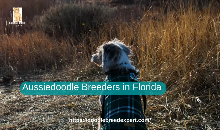 Aussiedoodle Breeders in Florida