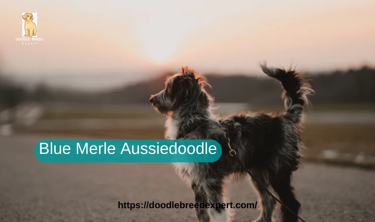Blue Merle Aussiedoodle