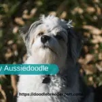Toy Aussiedoodle