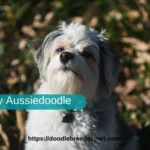 Toy Aussiedoodle