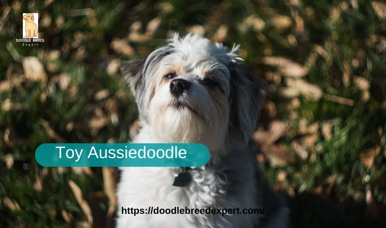 Toy Aussiedoodle