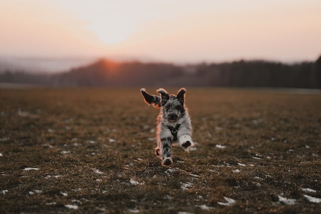 Cute Toy Aussiedoodle running