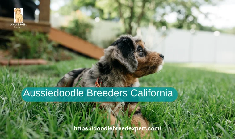 Aussiedoodles Breeders California