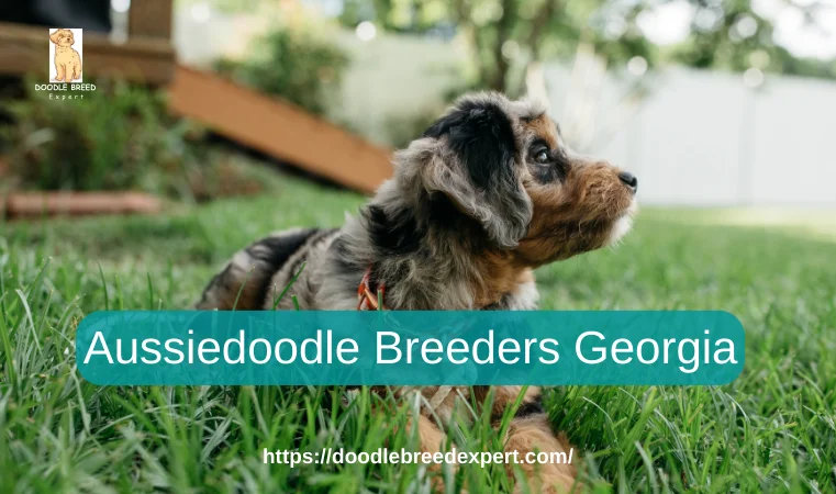 Aussiedoodle Breeders Georgia