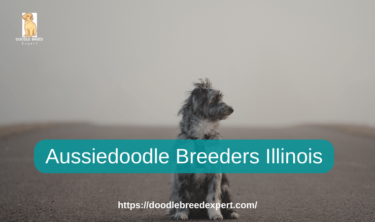 Aussiedoodle Breeders Illinois