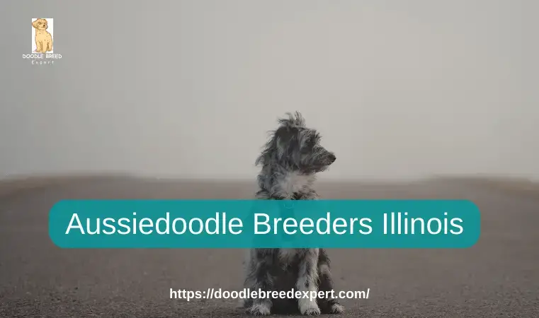 Aussiedoodle store breeders midwest