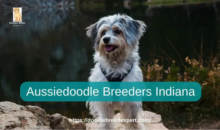 Aussiedoodle Breeders Indiana