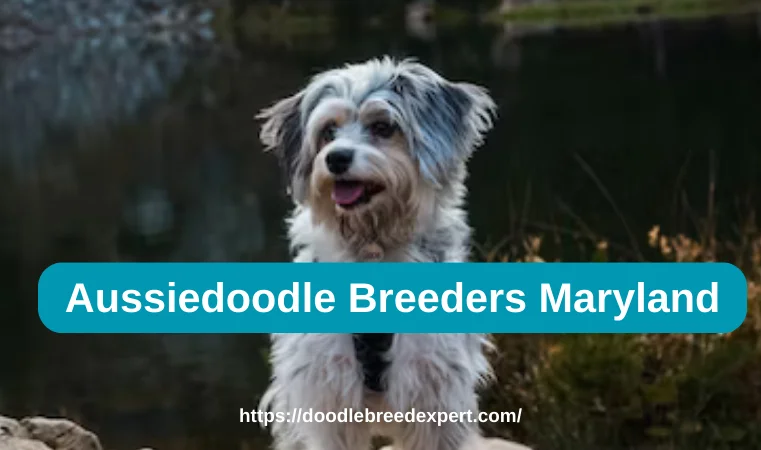 Aussiedoodle Breeders Maryland