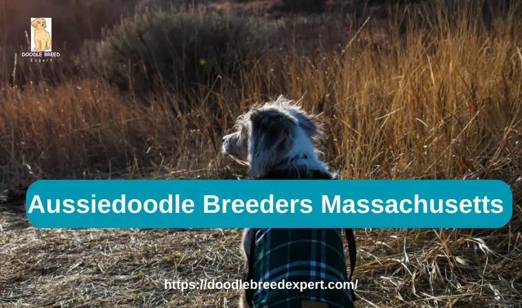Aussiedoodle Breeders Massachusetts