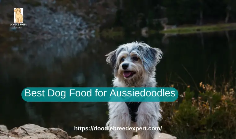 Best Dog Food for Aussiedoodles
