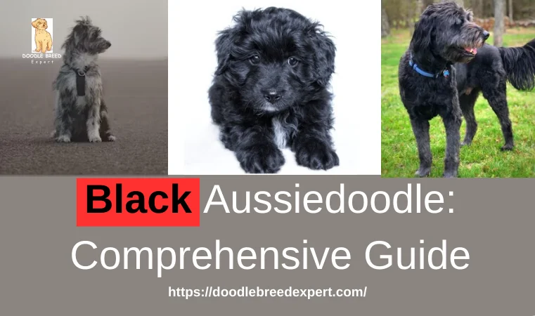 Black Aussiedoodle