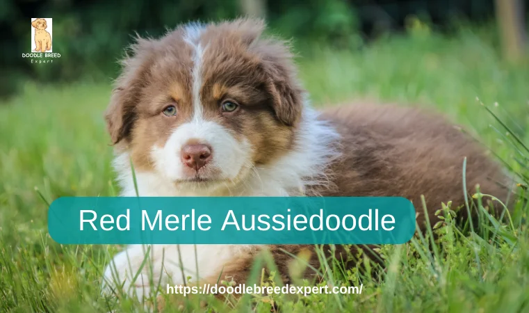 Red Merle Aussiedoodle