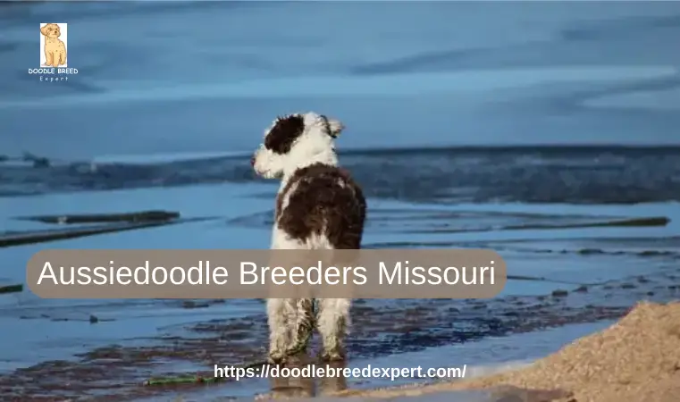 Aussiedoodle Breeders Missouri