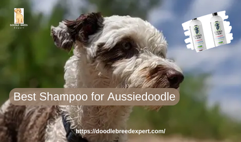 Best shampoo for aussiedoodle best sale