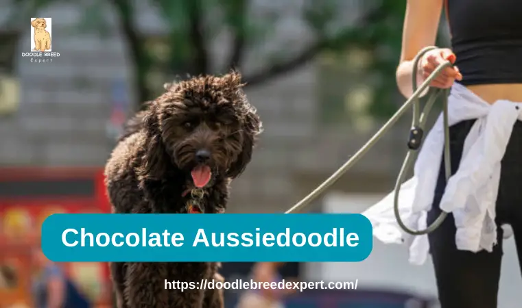 Chocolate Aussiedoodle