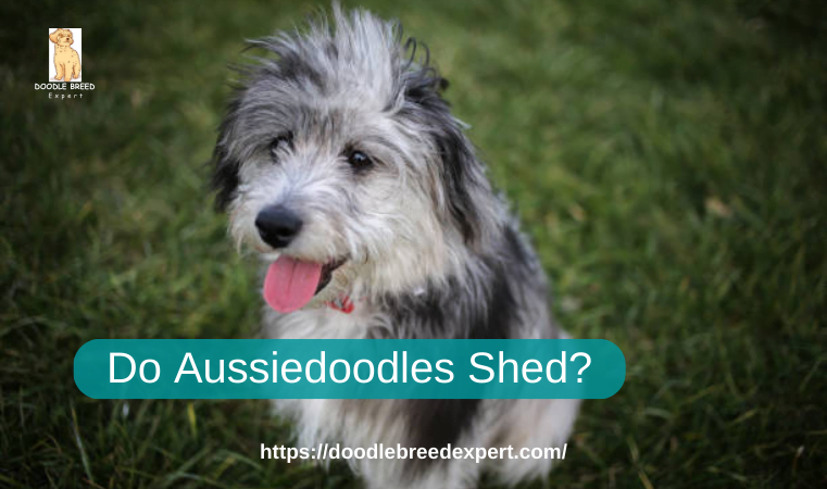 Do Aussiedoodles Shed?