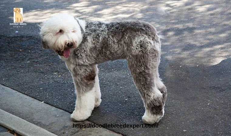 Cute F1b Aussiedoodle
