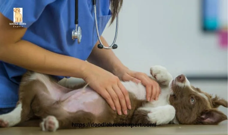 Dog with Pancreatitis