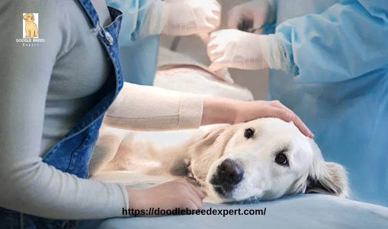 Dog with a Pancreatitis