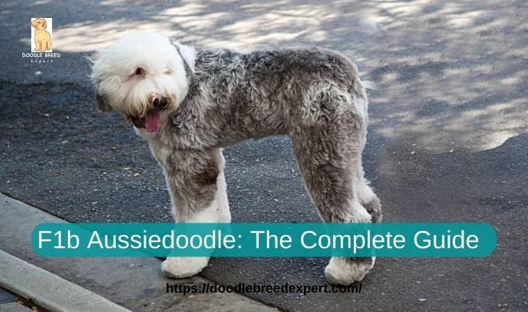 F1b Aussiedoodle