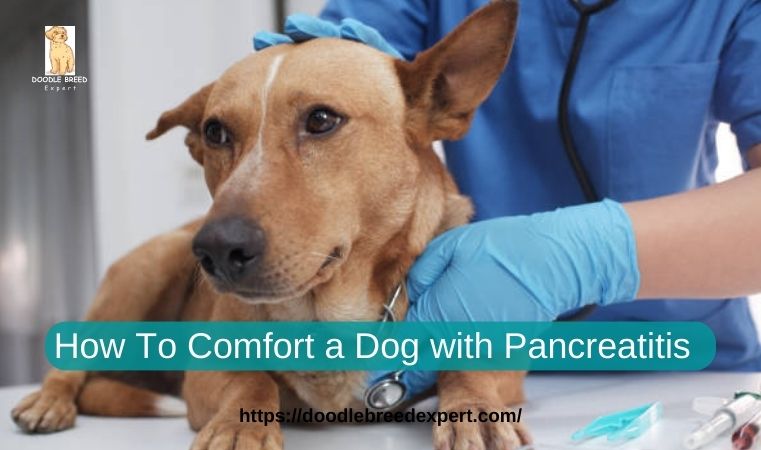 How To Comfort a Dog with Pancreatitis