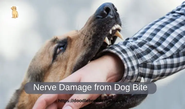 Nerve Damage from Dog Bite