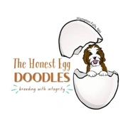 The Honest Egg Doodles New England