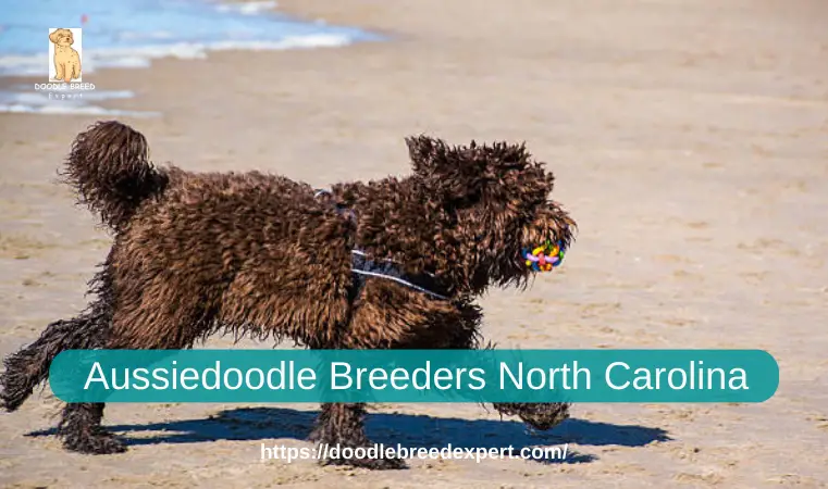 Aussiedoodle Breeders North Carolina