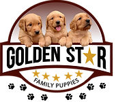 Golden Star Family Puppies