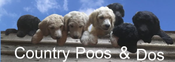 Country Poos and Doos