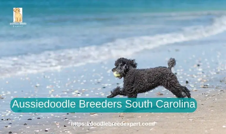 Aussiedoodle Breeders South Carolina