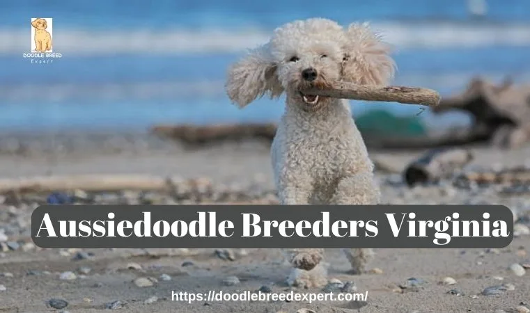 Aussiedoodle Breeders Virginia