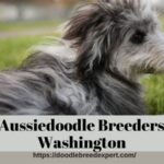 Aussiedoodle Breeders Washington
