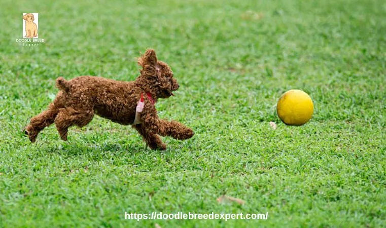 Aussiedoodle Breeders in Virginia