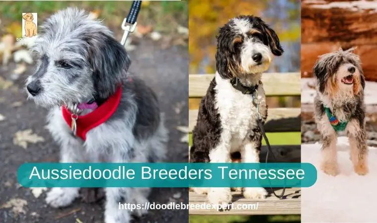 Aussiedoodle Breeders Tennessee