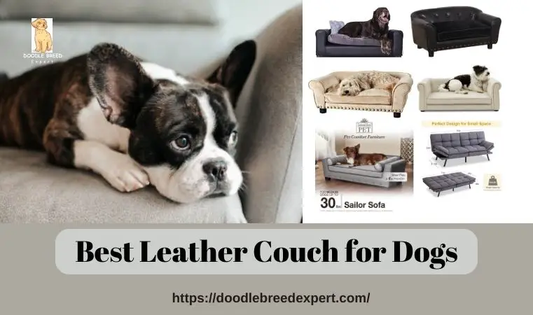 Best Leather Couch for Dogs