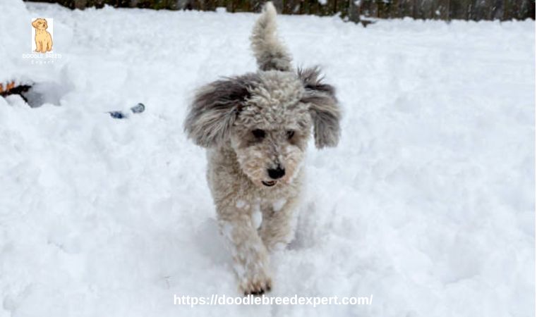 Cute Mini Aussiedoodle Full Grown Playing with snow