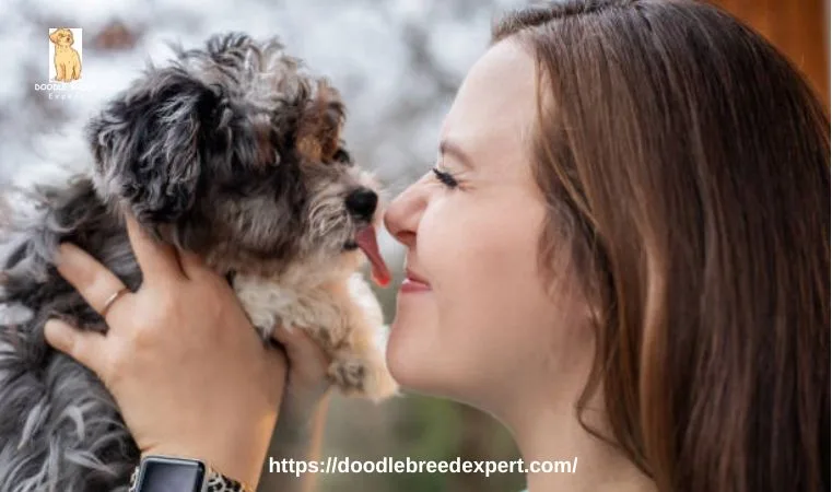 Cute Mini Aussiedoodle Full Grown