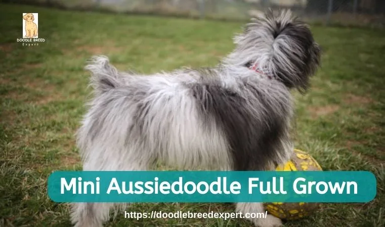 Mini Aussiedoodle Full Grown