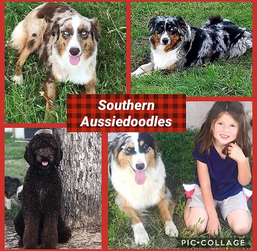 Southern Aussiedoodles Texas