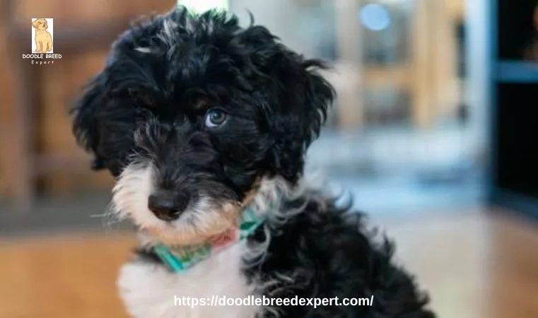 Beautiful Mini Aussiedoodle Full Grown