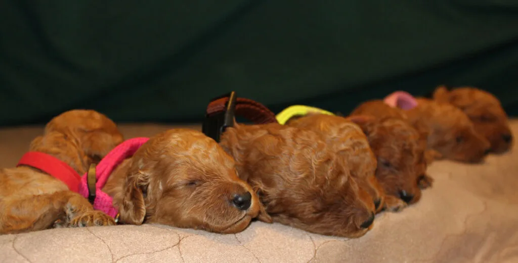 Virginia Coast Poodles