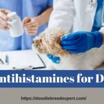 Antihistamines for Dogs