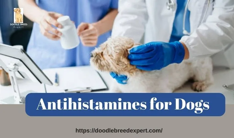 Antihistamines for Dogs