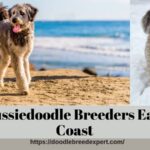 Aussiedoodle Breeders East Coast