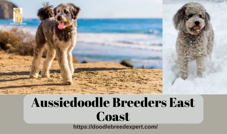 Aussiedoodle Breeders East Coast