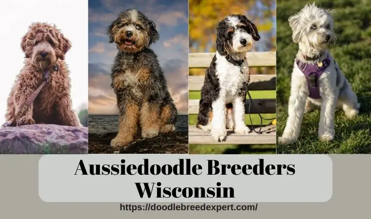 Aussiedoodle Breeders Wisconsin