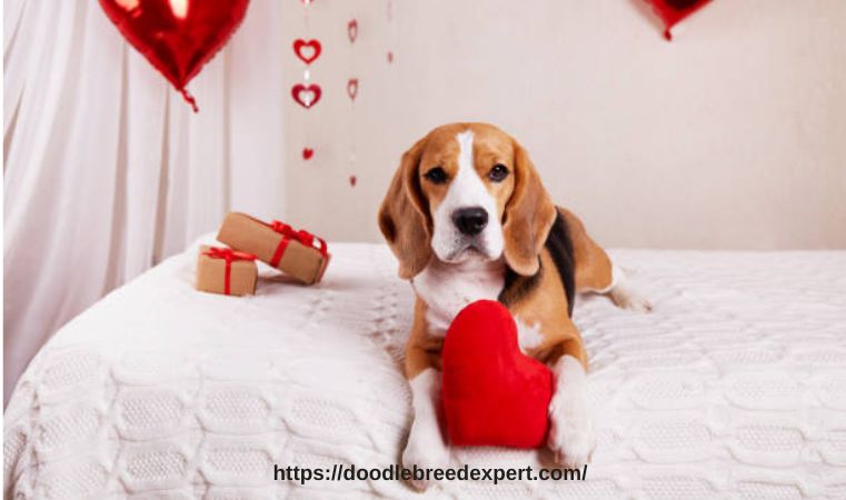 Dog with valentines day gift