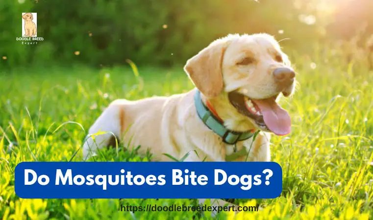Do Mosquitoes Bite Dogs