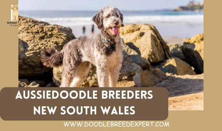 Aussiedoodle Breeders New South Wales